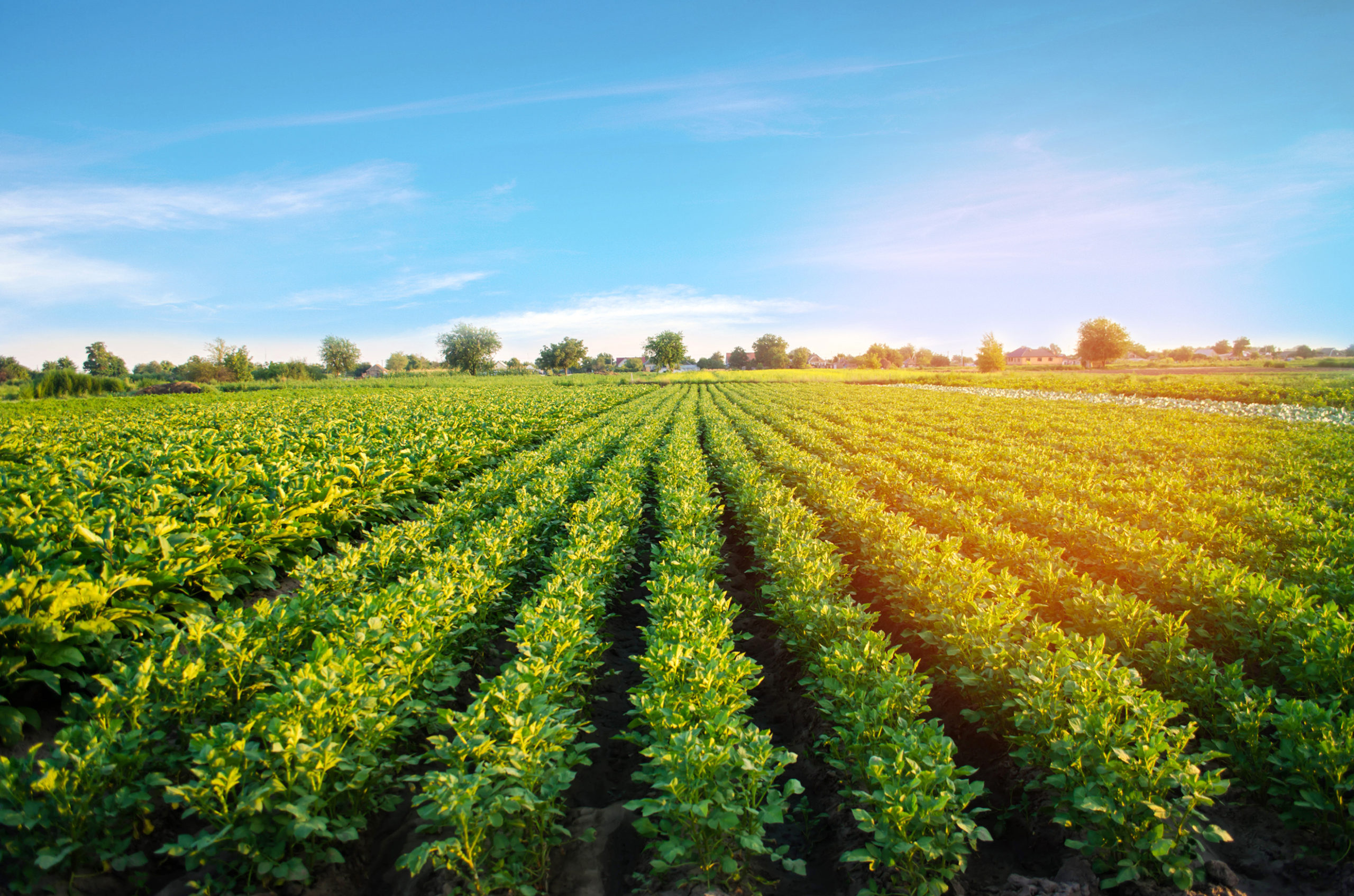 Potato Plantations Grow In The Field Vegetable Rows Farming 