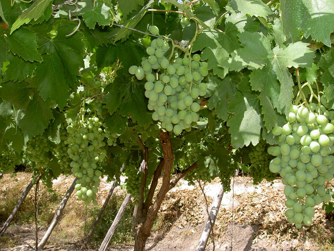 Grape Vineyard